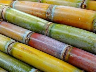 Fresh SUGARCANE directly from our farm. Available in large