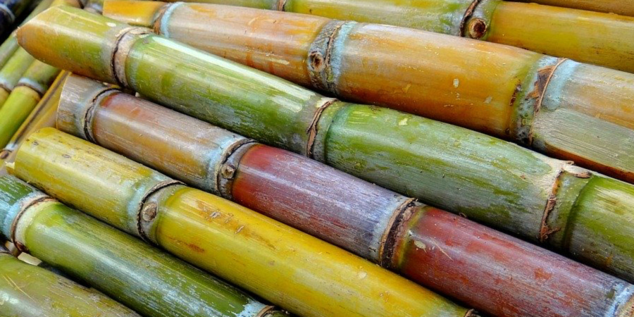 Fresh SUGARCANE directly from our farm