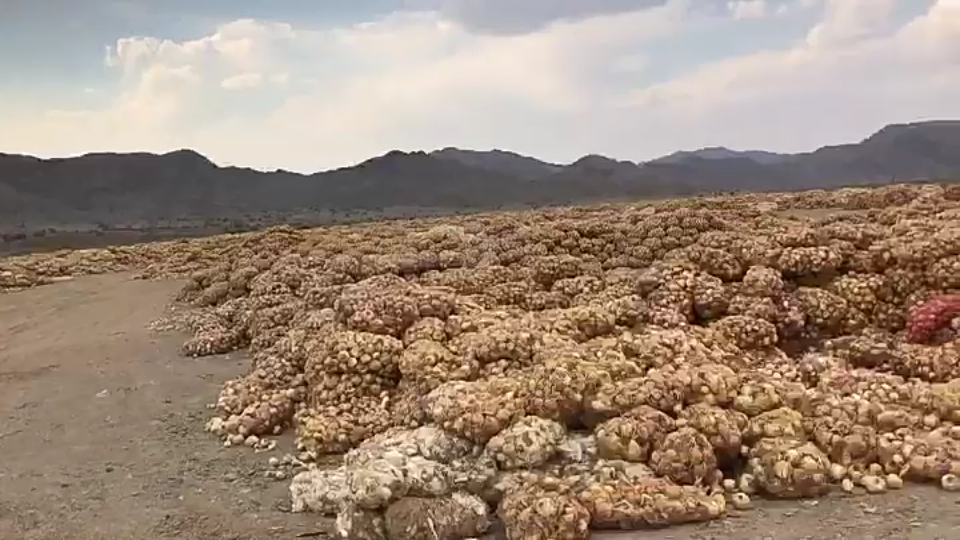 Dear Colleagues, Hello, we have a very large, High Quality Iranian Onions on sale at the least possible price you may desire