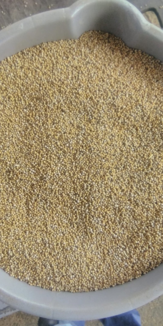 I will sell 3.5 tons of white mustard