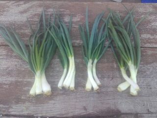 I have large quantities of onion with chives for