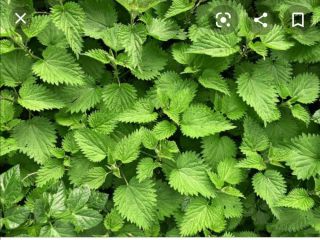 Purchase of fresh nettle. For more information, please call: