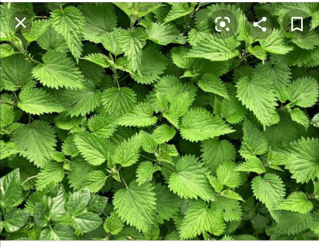 Purchase of fresh nettle