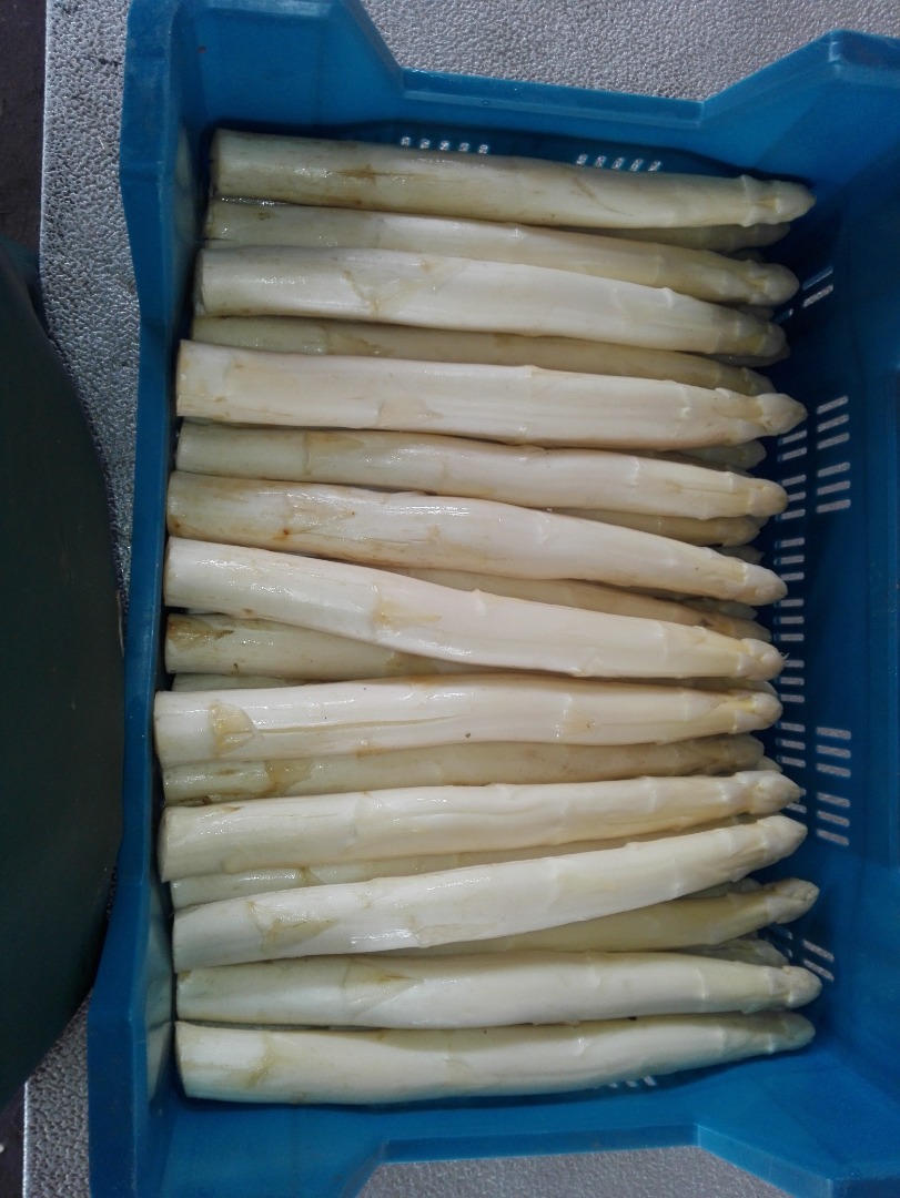 I will sell a ton of white asparagus, caliber 20-26