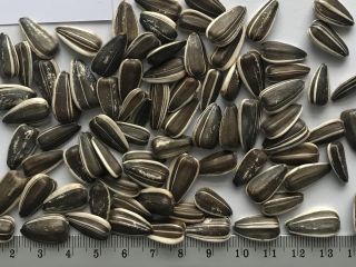 Firma Handlowa sells husk sunflower seeds. , striped uniform.