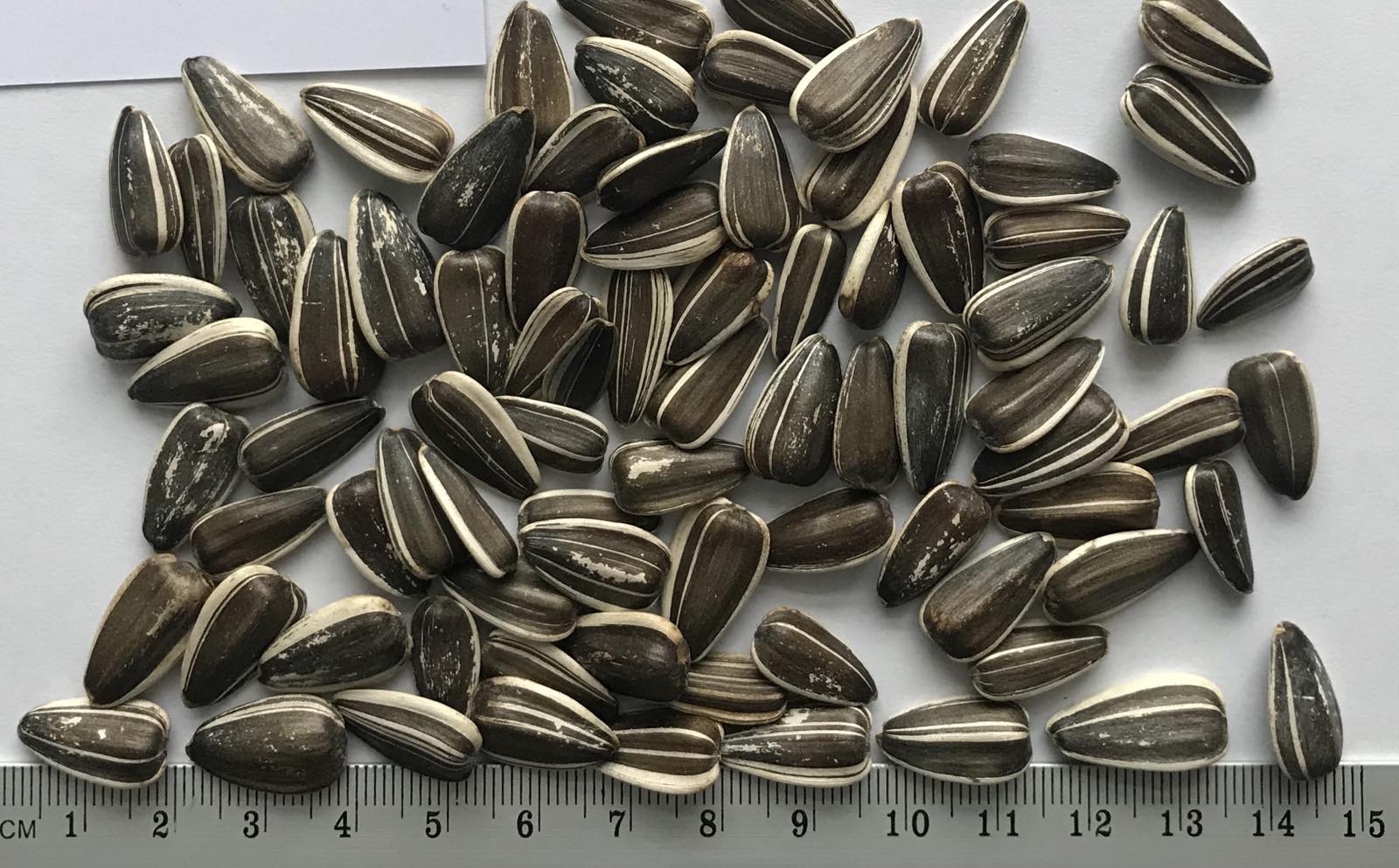 Firma Handlowa sells husk sunflower seeds