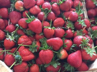 Strawberry "red diamond", import from Turkey. Very attractive price!