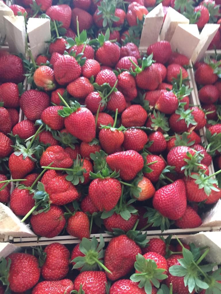 Strawberry "red diamond", import from Turkey