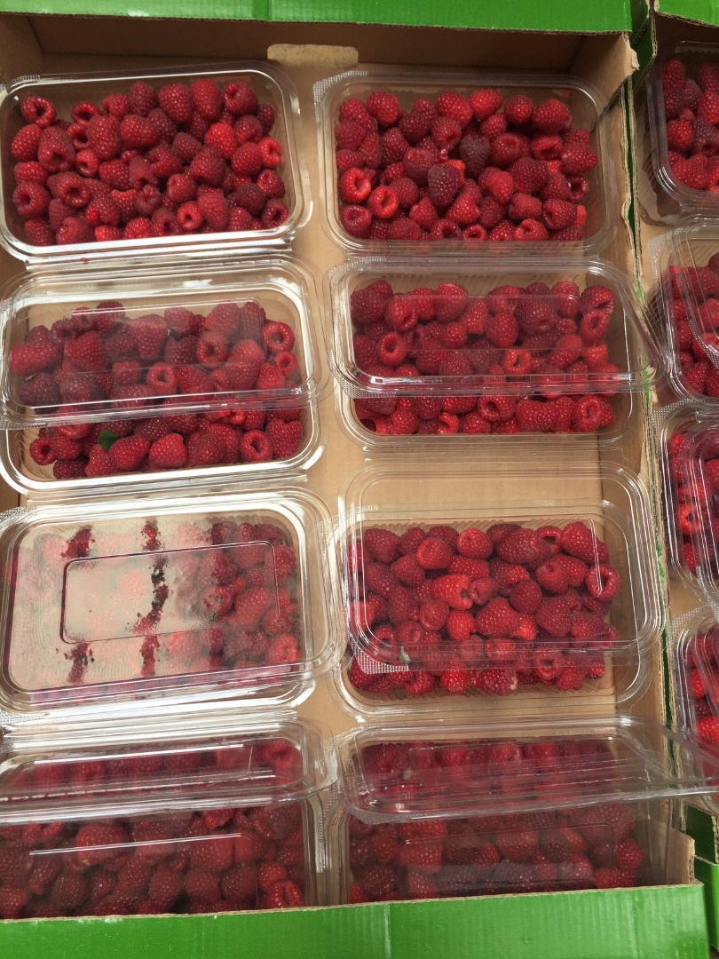 POLKA raspberry plantation, is the variety with the best fruit, has among the largest and tastiest dark red conical berries (6.5g)