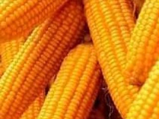 High quality Non-GMO Maize