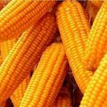 High quality Non-GMO Maize