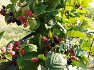 I am selling 100% BIO juicy and delicious home-made