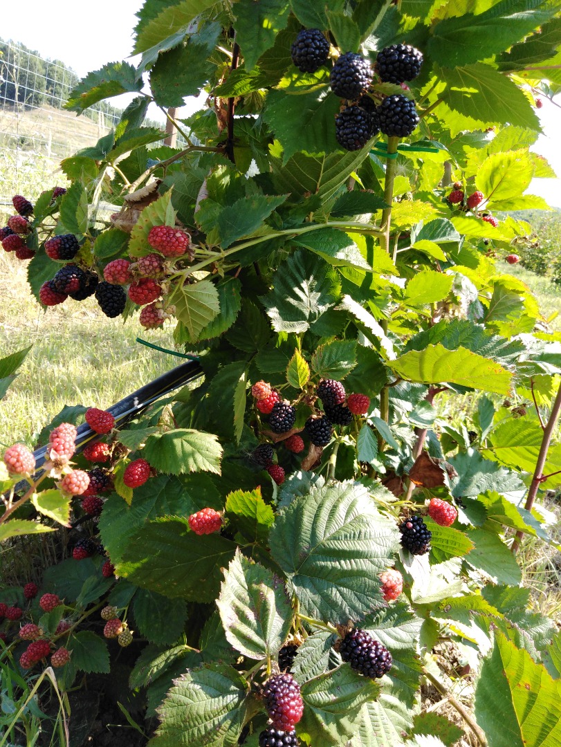 I am selling 100% BIO juicy and delicious home-made blackberries
