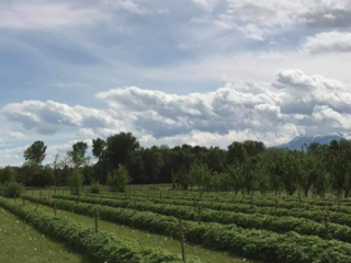 I have been a raspberry grower for 6 years,
