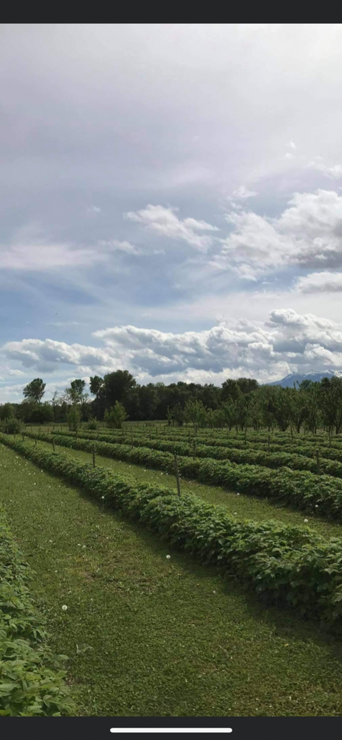 I have been a raspberry grower for 6 years, but unfortunately the price of raspberries in my country is very low
