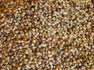 Hemp Seed / Hemp Seeds from the producer (Cannabis