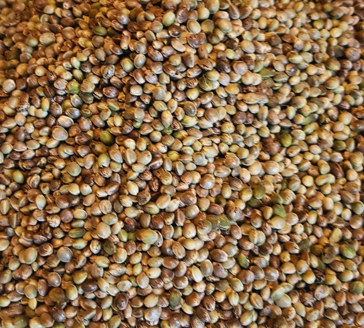 Hemp Seed / Hemp Seeds from the producer (Cannabis Sativa L.) As a producer, Sefir Polska offers high-quality hemp seeds for food, industrial, agricultural