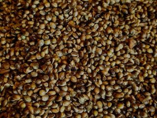 Roasted Hemp Seed / Roasted Hemp Seeds - from