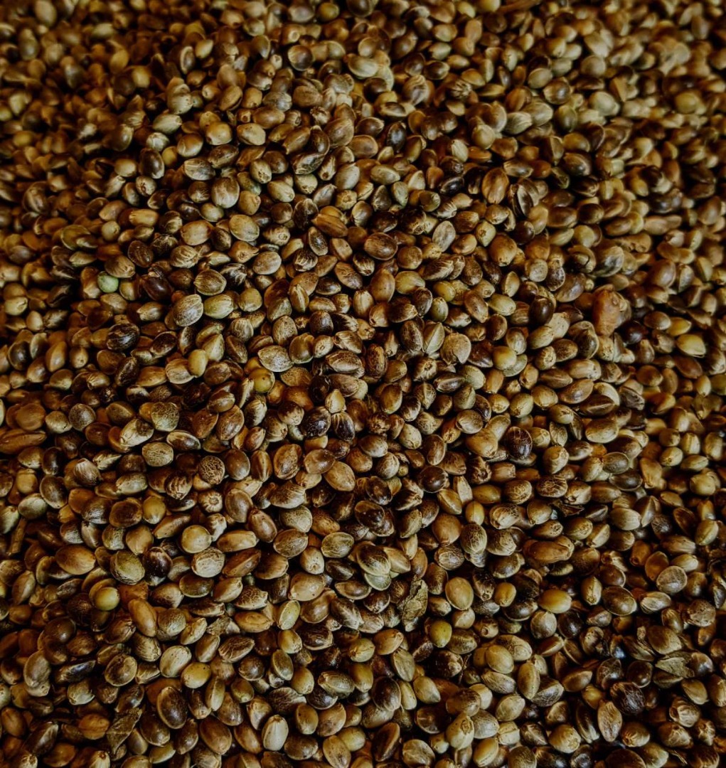 Roasted Hemp Seed / Roasted Hemp Seeds - from the producer (Cannabis Sativa L.) As a producer, Sefir Polska offers high-quality roasted hemp seeds for food