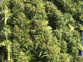 HEMP DRY FLOWERS- WIECHY / Hemp panicles / As
