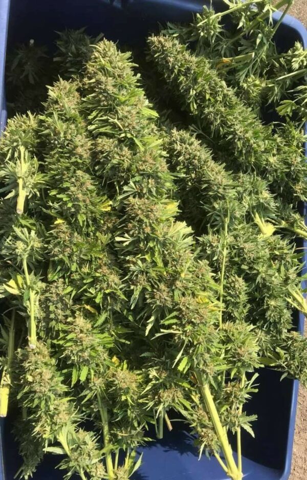 HEMP DRY FLOWERS- WIECHY / Hemp panicles / As a producer, Sefir Polska offers high-quality dried hemp flowers - hemp panicles (undyed) We invite wholesale and