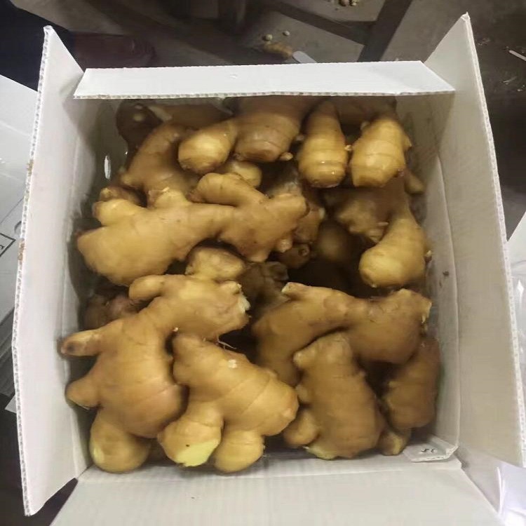 Product Fresh Young and Old Ginger (New 2020 and Old 2019 crops) OriginThailand Origin Type Fresh Washed Ginger, Air-Dried Ginger, Size 50g-100g, 100g-150g up
