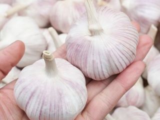 Garlic nutrient-rich: every 100 grams of water containing 69.8