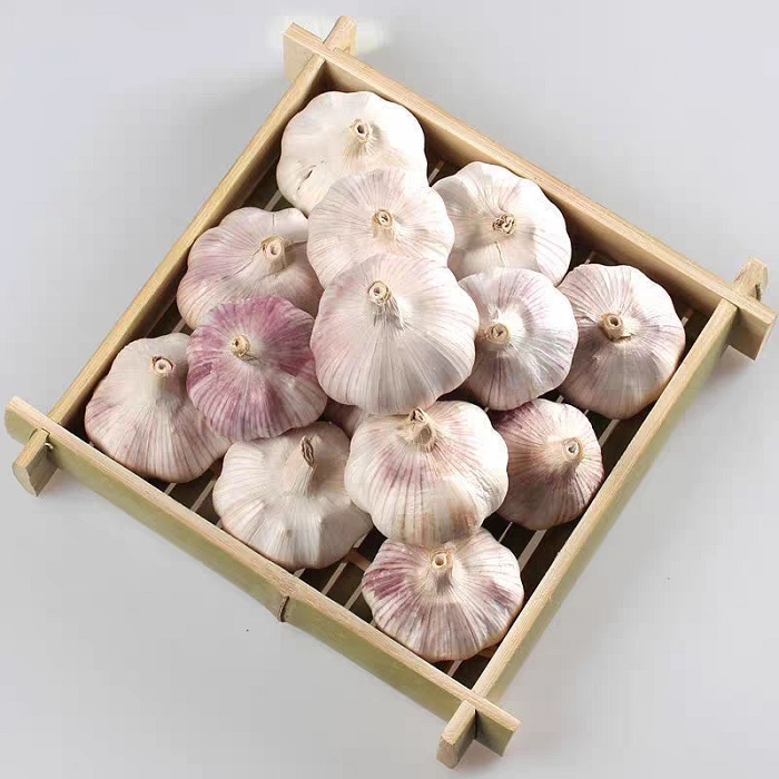 Garlic nutrient-rich: every 100 grams of water containing 69.8 grams, 4.4 grams of protein, 0.2 grams of fat, carbon garlic Garlic (22 sheets) Water compound