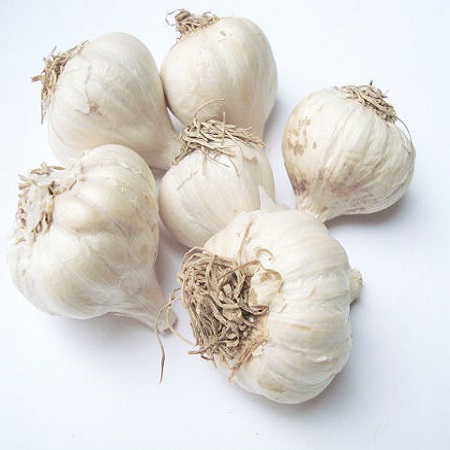 Garlic nutrient-rich: every 100 grams of water containing 69.8 grams, 4.4 grams of protein, 0.2 grams of fat, carbon garlic Garlic (22 sheets) Water compound