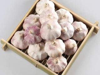 Garlic nutrient-rich: every 100 grams of water containing 69.8