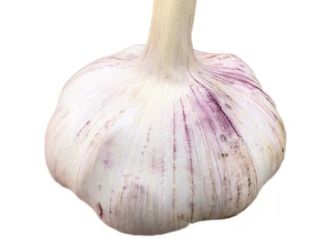 Garlic nutrient-rich: every 100 grams of water containing 69.8