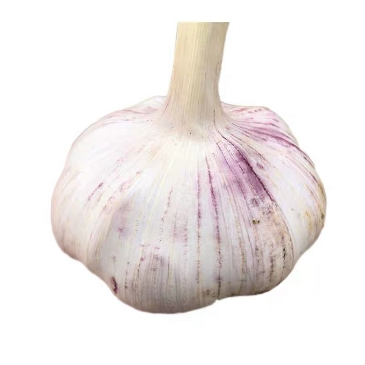 Garlic nutrient-rich: every 100 grams of water containing 69.8 grams, 4.4 grams of protein, 0.2 grams of fat, carbon garlic Garlic (22 sheets) Water compound