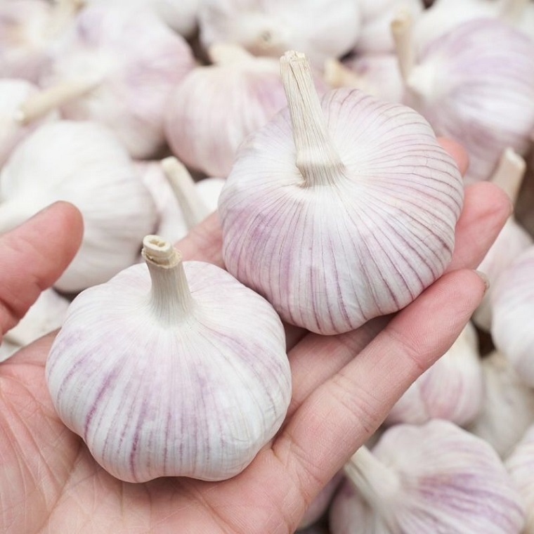 Garlic nutrient-rich: every 100 grams of water containing 69.8 grams, 4.4 grams of protein, 0.2 grams of fat, carbon garlic Garlic (22 sheets) Water compound