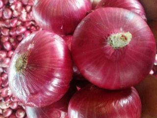 2021 new corp red onion hot selling fresh Peeled
