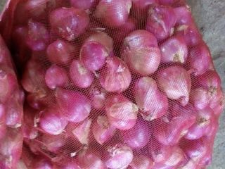 Wholesale Sale Onions Red Fresh Onion in Bulk
