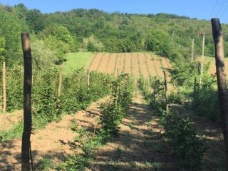 Very tasty organic blackberries