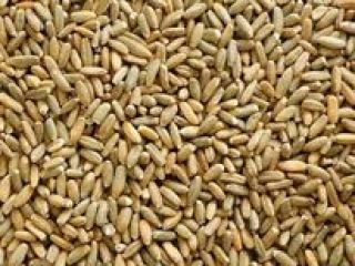 I will sell rye in the amount of 12