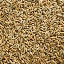 I will sell rye in the amount of 12 tons