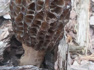 Morels for sale, about 20 pcs. Mushrooms clean, growing