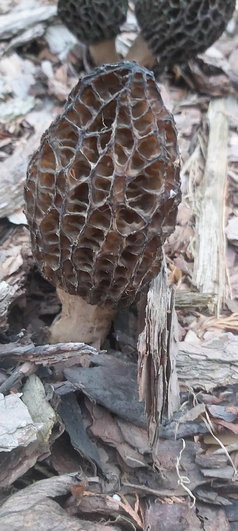 Morels for sale, about 20 pcs