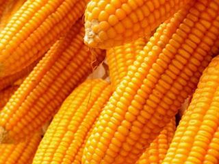 Zea mays is a member of the grass family
