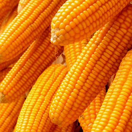 Zea mays is a member of the grass family and is one of the most diverse species of plants