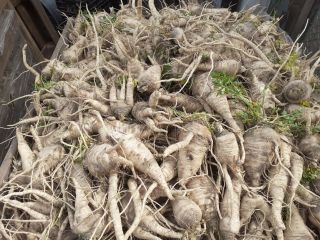 I will sell dirty parsley, about 1.5 tons at