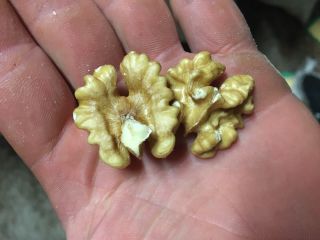 I will sell a shelled walnut, light dry walnut