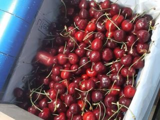 We have sweet cherries and we can provide in