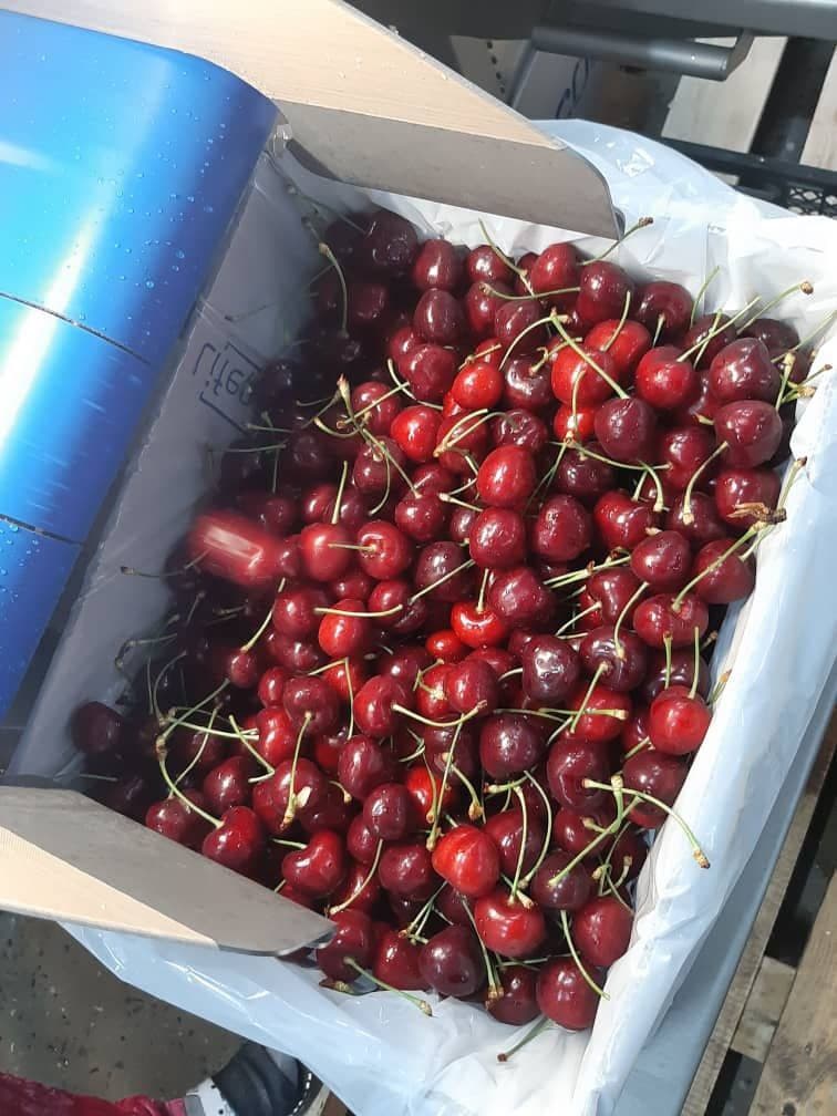 We have sweet cherries and we can provide in bulky with high quality