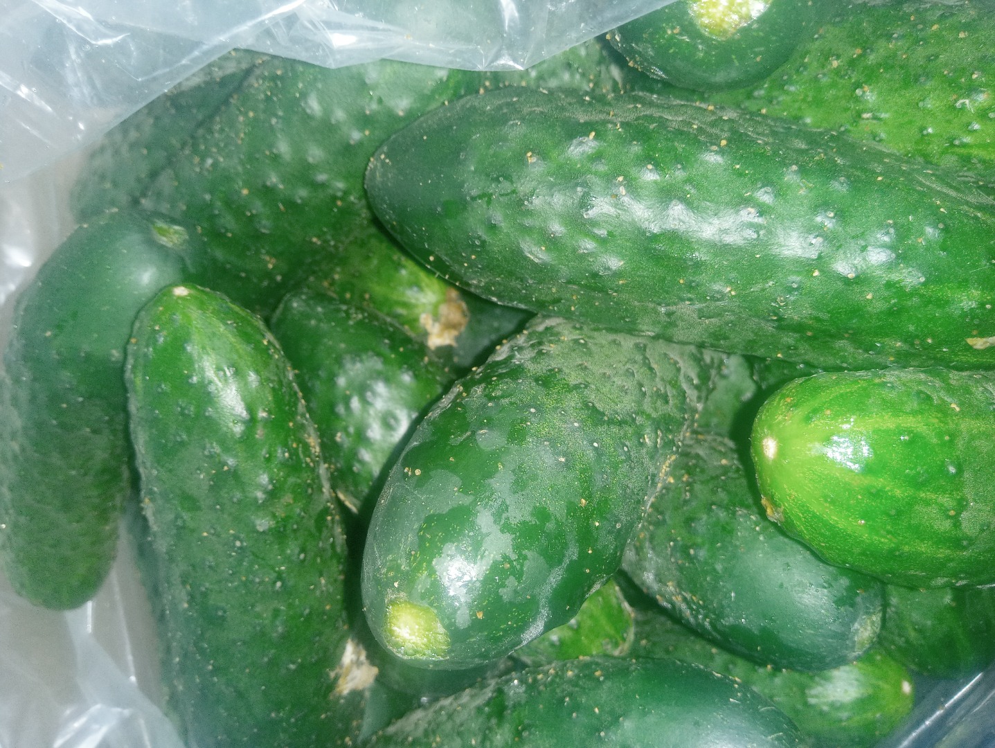 Polish free-range cucumbers, pickling cucumbers from 5 to 12 cm