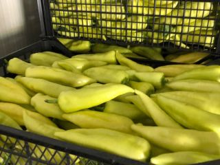 Green pepper 40 + / 12 +, 50 +