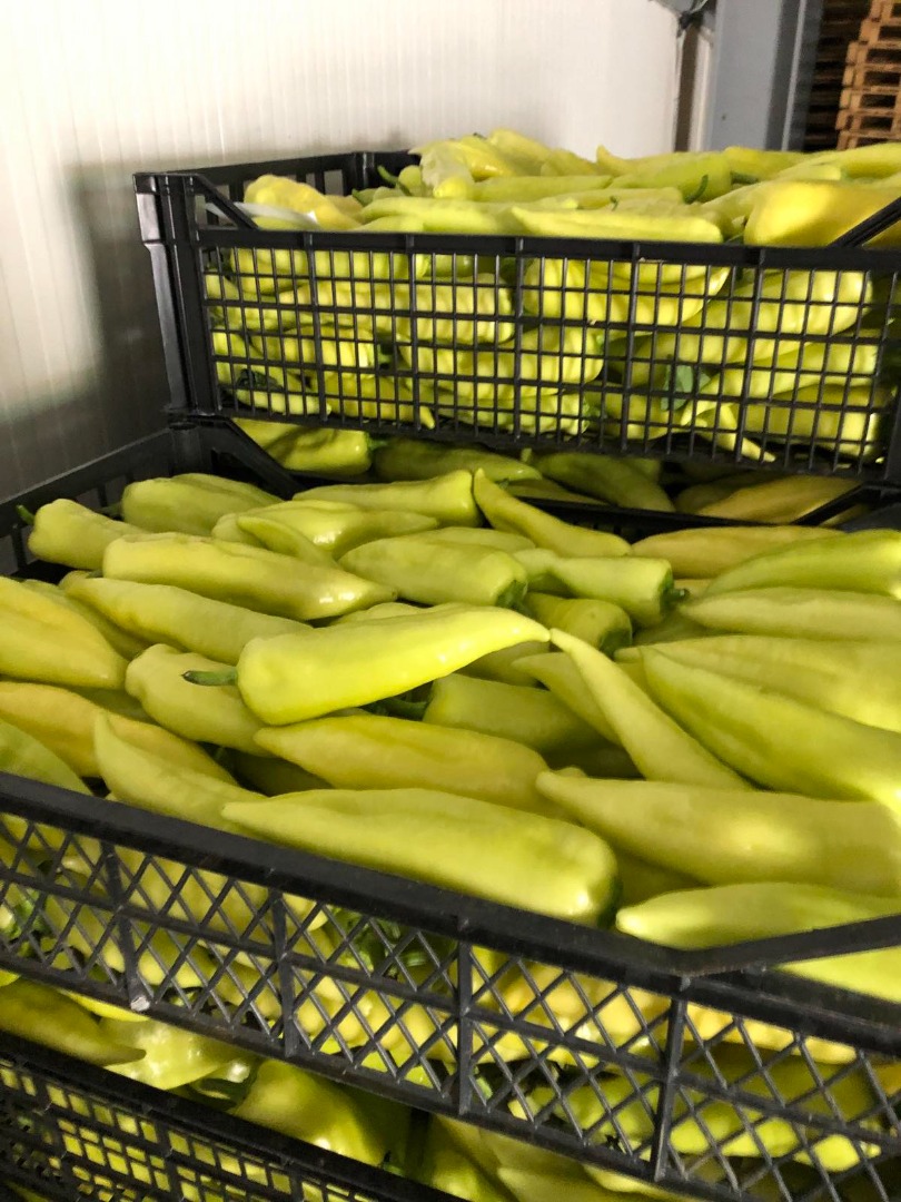 Green pepper 40 + / 12 +, 50 + / 12 +