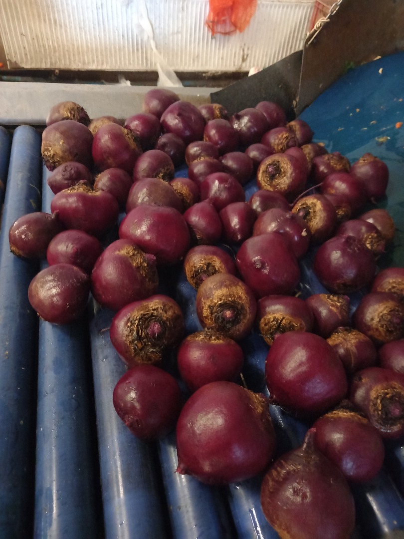 Round beetroot, cold, caliber 5-10